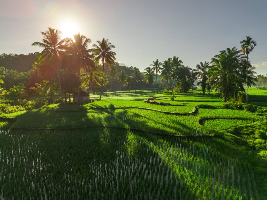 ubud morning view