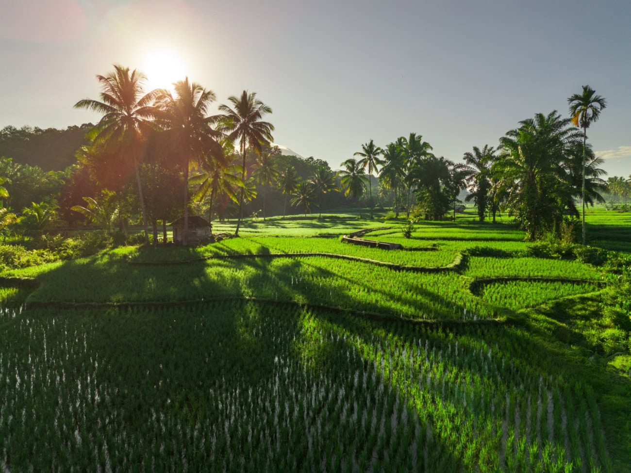 ubud morning view