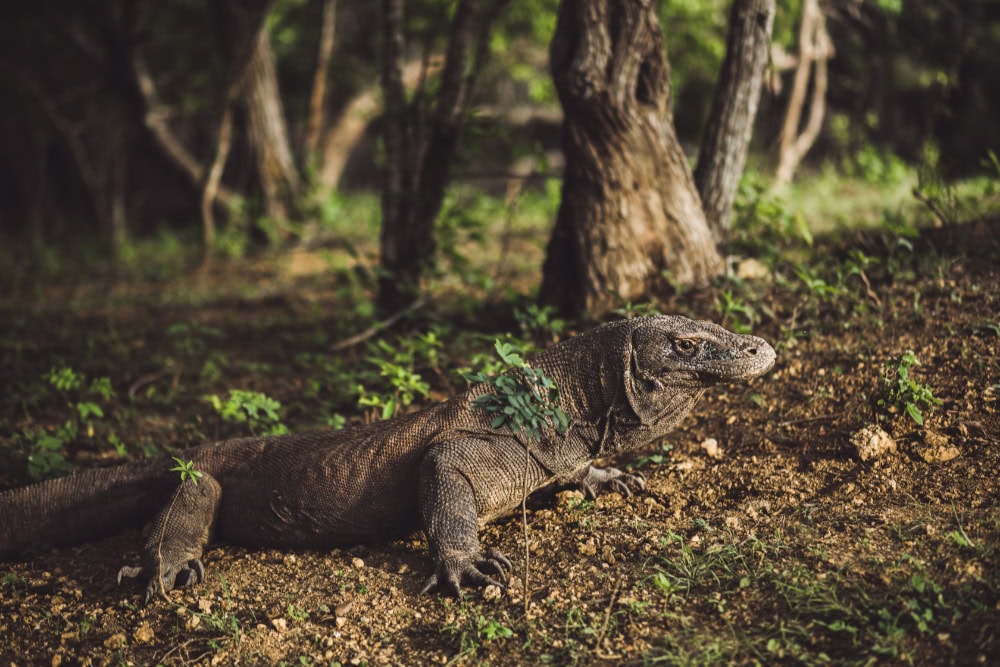 06-komodo-dragon komodo dragon